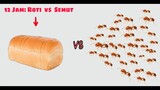 TIMELAPSE: 1000 SEMUT  vs  ROTI