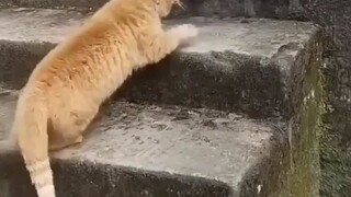 cat vs cat