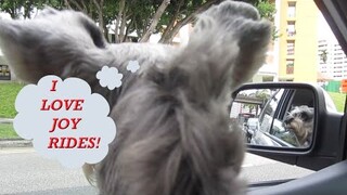 Mini schnauzers LOVE CAR RIDES!!