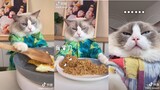 Mèo Đầu Bếp - Chú Mèo Có Khả Năng Nấu Ăn Kinh Ngạc