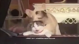 Kucing: Makanya Aku Ogah Main Sama Anjing!