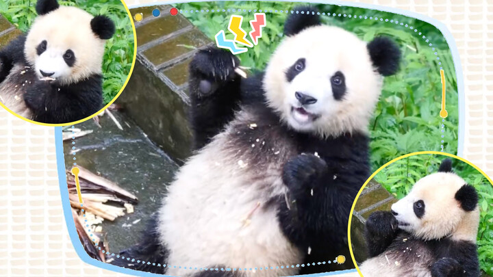 [Big Fat Pandai]Just enjoying my bamboo,yummy!