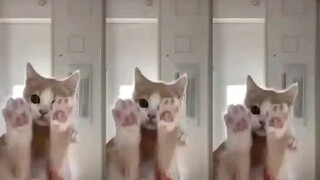 Cute cat