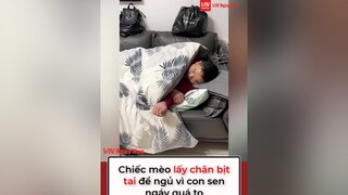 Mèo còn chịu không nổi thì làm sao gia đình chịu nổi tiếng gáy này tiktoknews vnnnnews vnnn hài thucung mèo fyp foryoupage