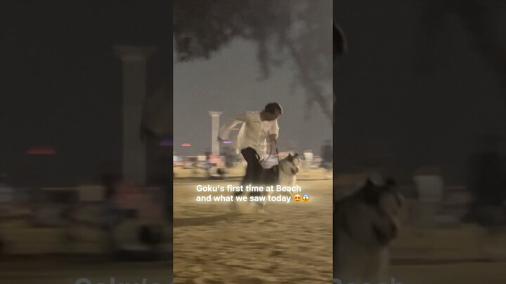 Husky at the beach😱😍❤️#happy #husky #huskydog #love #beach #kids