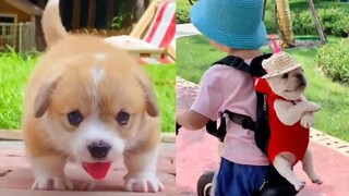 Cute Puppies And Kittens Compilation 2021 - Cute Baby Animal Funny Videos | Aww Cute Baby Animals