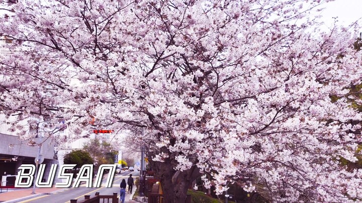 Haeundae Dalmaji-gil Cherry Blossoms | Busan walking tour | KOREA | CentumWalk 4K HDR