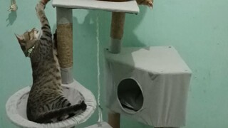 Kucing Adung dan Simba