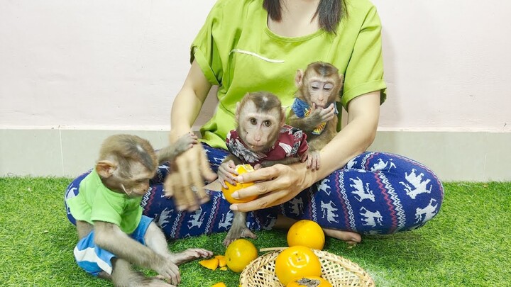 Mom Feed orange and persimmons to the three monkeys