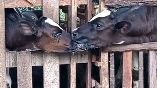 sapi aja gitu masa kamu nggak, anjay srepetpetpettettettet