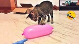 Video Kucing Lucu Banget Bikin Ngakak #22 | Kucing Paling Imut | Video Hewan Lucu