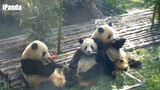 [Animals]Three lovely Pandas enjoy having Bamboo