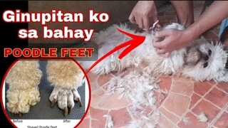 HOMEMADE GROOMING FOR DOGS |  KANIN PWEDI SA ASO