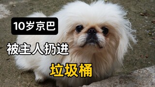 10岁京巴犬被主人丢进垃圾桶，主人连头都没回