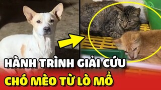 Hành trình GIẢI CỨU hơn TRĂM BÉ CHÓ MÈO từ lò mổ ❤ | Yêu Lu