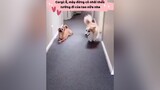 Cười không nhặt được mồm 🤣 funnyvideos xuhuong trending hot haihuoc vuinhon pet dog chomeo cuncung troll sieuquay nhinho corgi cuncung