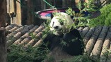 Panda Raksasa|Jin Hu
