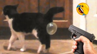Funny Cat Videos That Will Make You Smile #32 - Funniest Dogs and Cats Videos