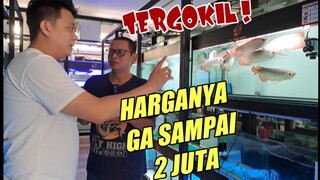 🔴 HARG4 ARW4N4 SUDAH TIDAK MASUK AKAL‼️ ARW4N4 SUPER RED KOLEKSI CV RED FORMOSUS AQUATIC TERMURAH