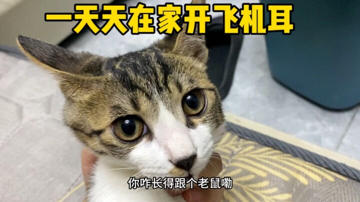 养猫还是得养狸花猫这玩意真带劲、就是不知道以后能不能嘎炉总的蛋蛋、希望它是男孩