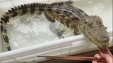 Bữa ăn của cá sấu nhỏ!