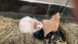 Động vật|Tổng hợp chuột Hamster