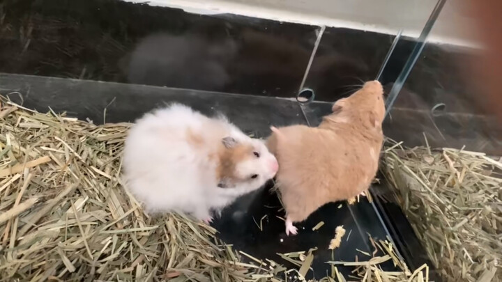Binatang|Gabungan Cuplikan Hamster
