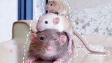 [Hewan] Perbedaan tikus dari Cina Selatan dan Cina Utara
