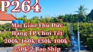 Mai vàng p264 | 0979217639 Tuyền | mai giảo thủ đức hàng chơi tết 200k - 160k -130k - 100k -250k/2