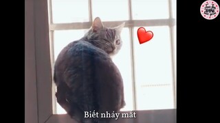 🐾🐱🐾 Sự khác biệt giữa Boss nhà người ta và Boss nhà mình💦