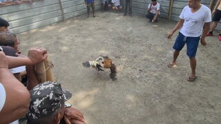 sabong
