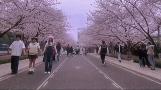 Magnetic in Cherry Blossom Avenue