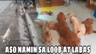 GANITO KARAMI ANG ASO NAMIN SA LOOB NG BAHAY AT SA LABAS NG BAHAY| inspire by MILO AND FRIENDS