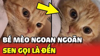 Ghen tị với chiếc mèo NGOAN NGOÃN khi chủ gọi là ĐẾN NGAY 😍 | Yêu Lu