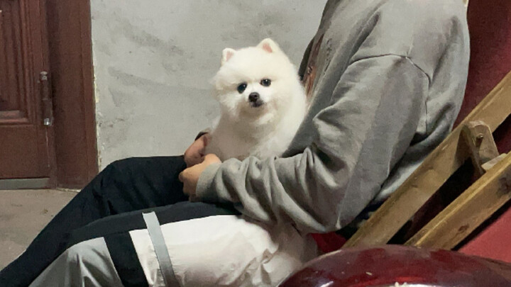 Anjing Pomeranian kecil kembali ke kampung halamannya dan digendong serta dimanjakan oleh orang yang