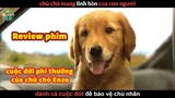 Chú Chó Mang Linh Hồn Con Người - review phim Cuộc Đời Phi Thường Của Chú Chó Enzo