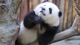 Cute Panda Got Stuck