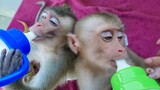 Most Beautiful Monkey!! Tiny Toto & Yaya Love Drinking Milk So Much  They are very healthy