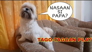 DOG PLAY TAGU TAGUAN