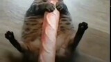 a cute cat eating bread uwu