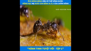 Review Phim Hay | Hành Tinh Tuyệt Vời - Tập 1 | Loài Ếch