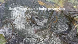 ikan jumbo masuk bubu perangkap ikan #fish