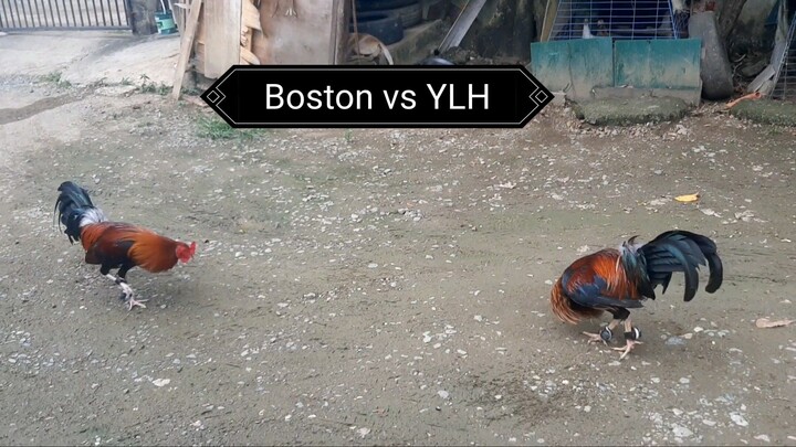 Boston Roundhead vs. Doc Robinson YLHatch