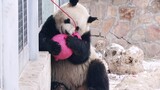 【大熊猫萌兰】和姥爷拔河，努力到眼圈变形的胖娃儿←_←