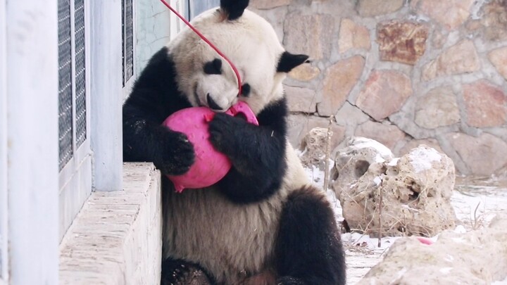 【Panda】Meng Lan Playing Tug of War with Keeper