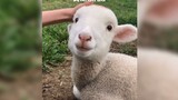 "Do you want to touch my head?" The fluffy lamb is so cute!