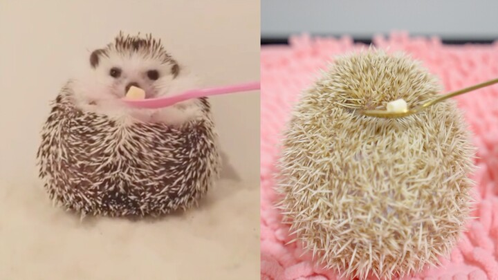 Unlovely behavior of my hedgehog