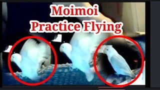 lovebird moimoi practice