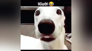 Đông tới rồi hả mọi người 😂dongvathaihuoc dog pet thucung yeudongvat foryou funny fyp animals  thucungvuinhon