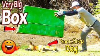 Biggest Box vs Prank Sleep Dogs Very Funny Surprise Scared Reaction - Must Watch Most Funny Video